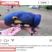 Pousada é investigada por alimentar araras e permitir interação com turistas e leva multa de R$ 50,5 mil em MS