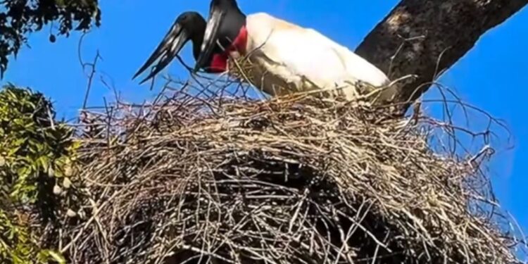 VÍDEO: Casal de tuiuiús inicia 'reforma' de ninho para temporada reprodutiva no Pantanal de MS