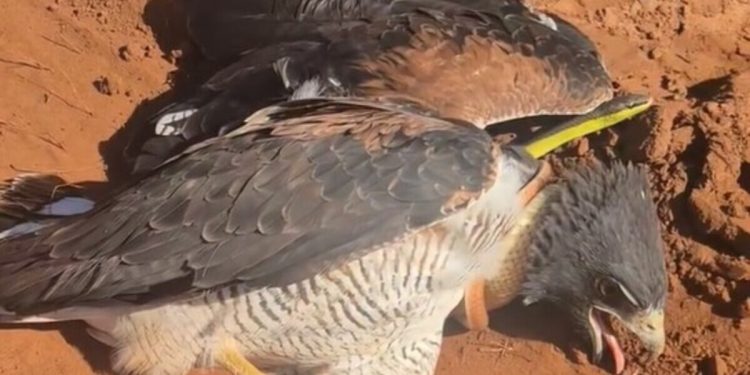 Caçador vira presa após cobra reagir a ataque e enforcar gavião em MS; veja cena rara